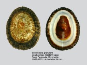 Scutellastra granularis